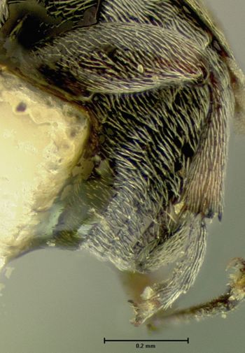 Media type: image;   Entomology 25062 Aspect: hind tibia